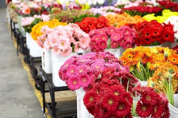 اولین بازار گل تبریز در پیاده‌راه امین راه اندازی می‌شود